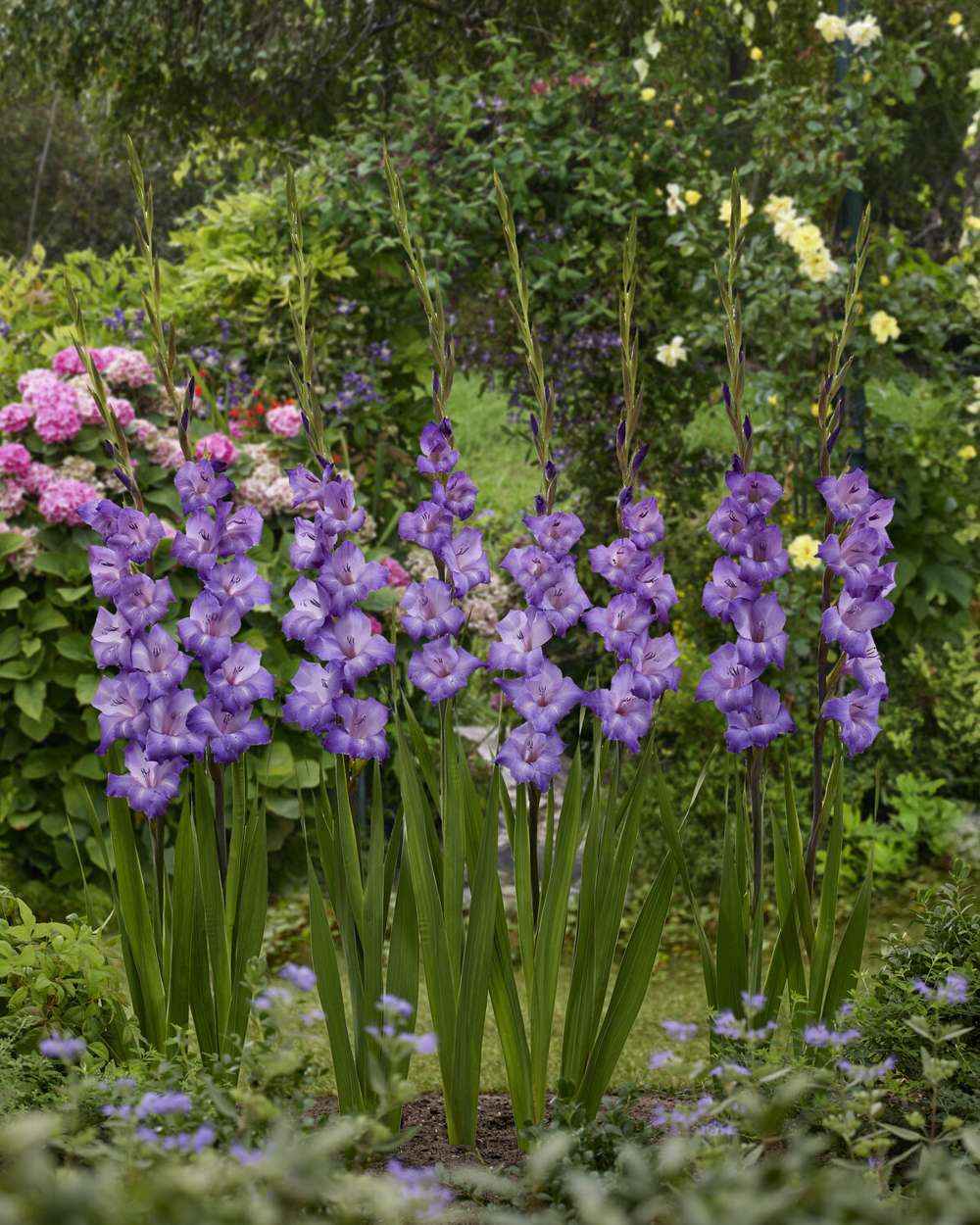Gladiolus 'Performer®'